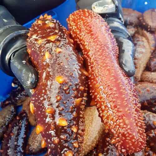 SEA CUCUMBER(Giant Red)