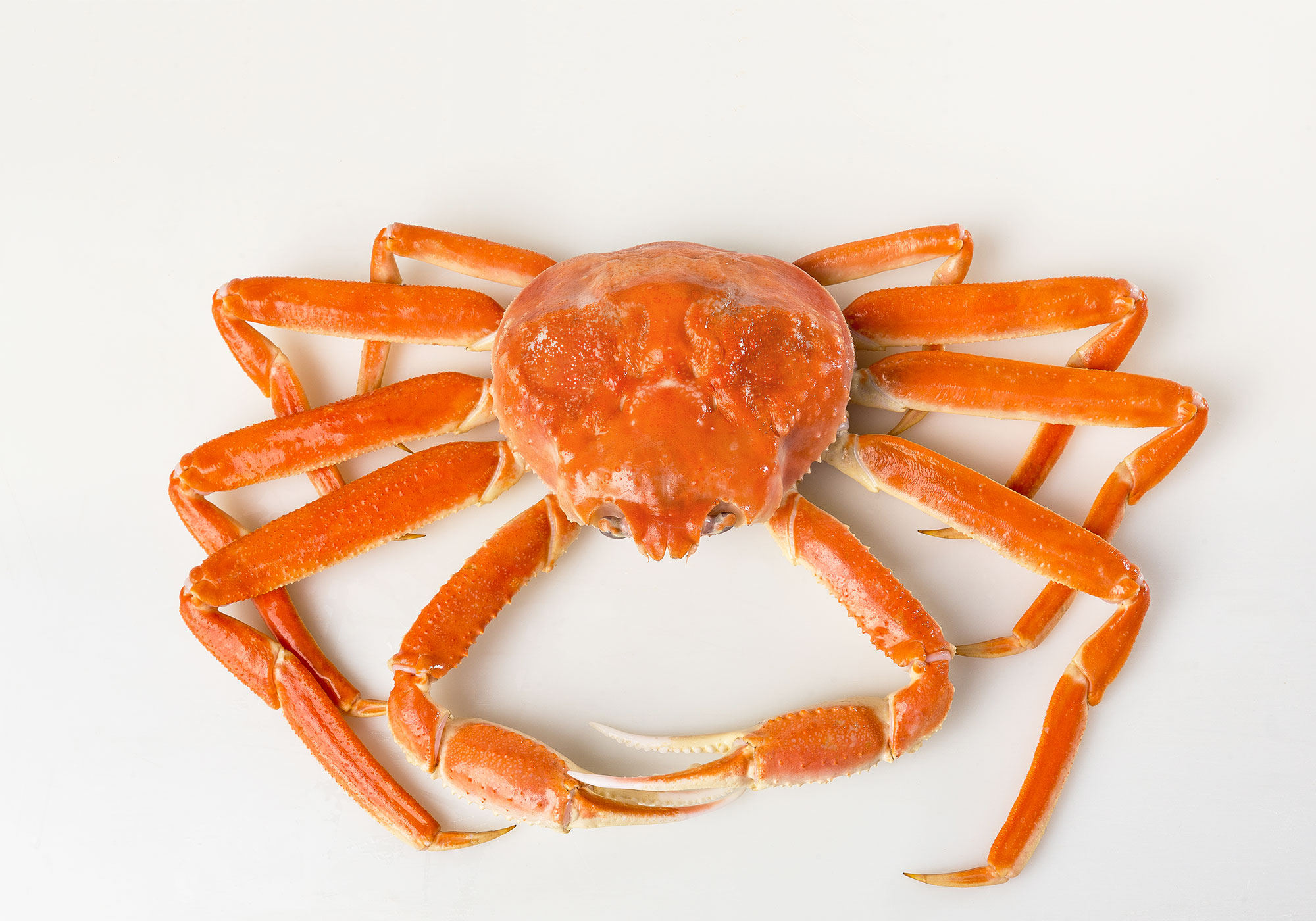 SNOW CRAB 