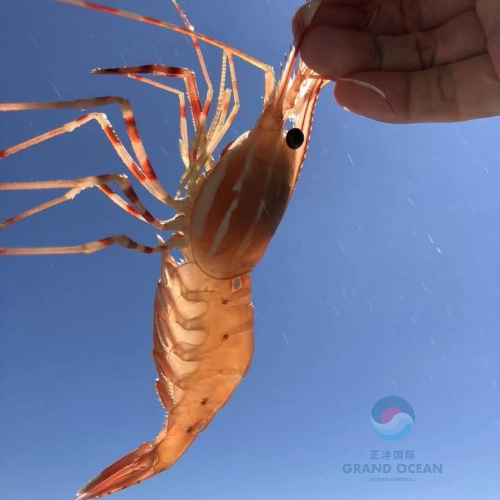 Spot Prawn 