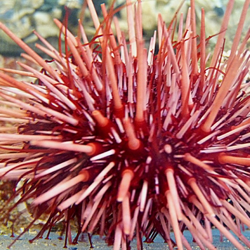 PACIFIC RED SEA URCHIN