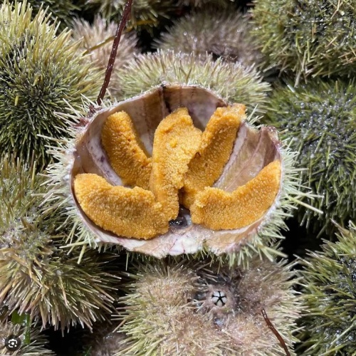 Canada Green Sea Urchin 