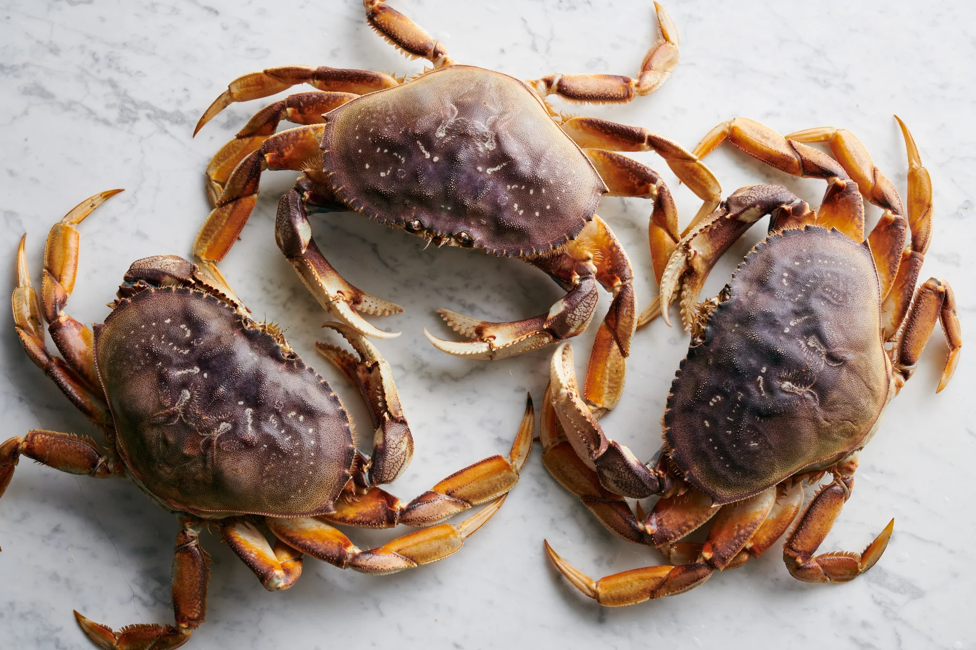 DUNGENESS CRAB 