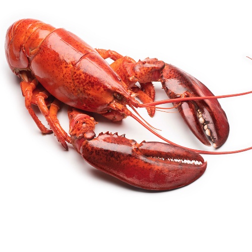 CANADIAN LOBSTER 