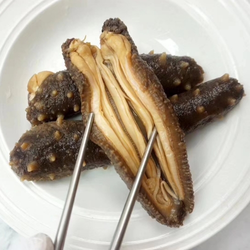 Sea Cucumber