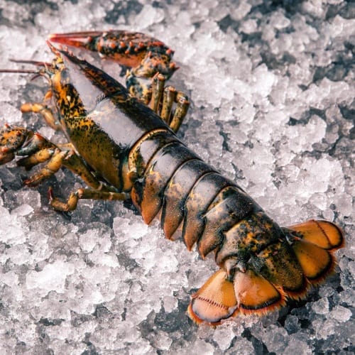 Canadian Lobster
