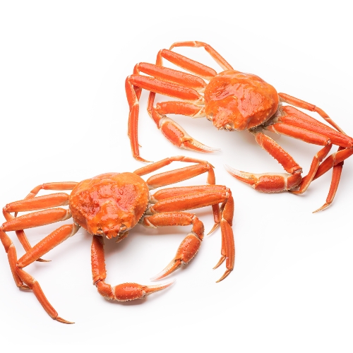 Dungeness Crab