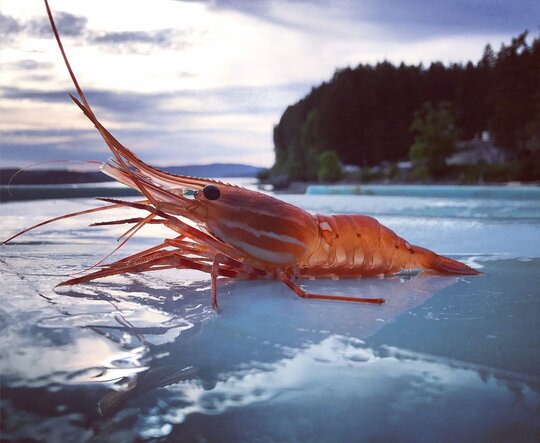 Spot Prawn